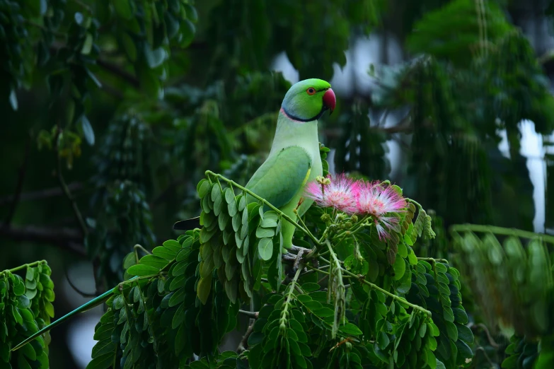 a green bird is perched on top of a tree