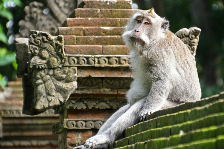 a monkey sitting on the back of a building