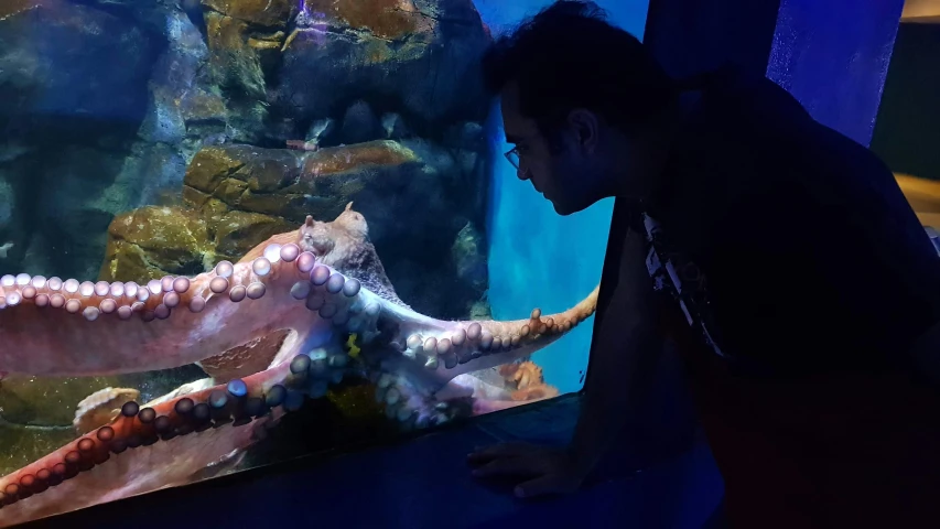 a young man looking at a large octo in an aquarium
