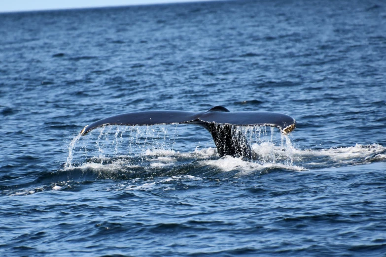 a whale tail diving in the ocean water