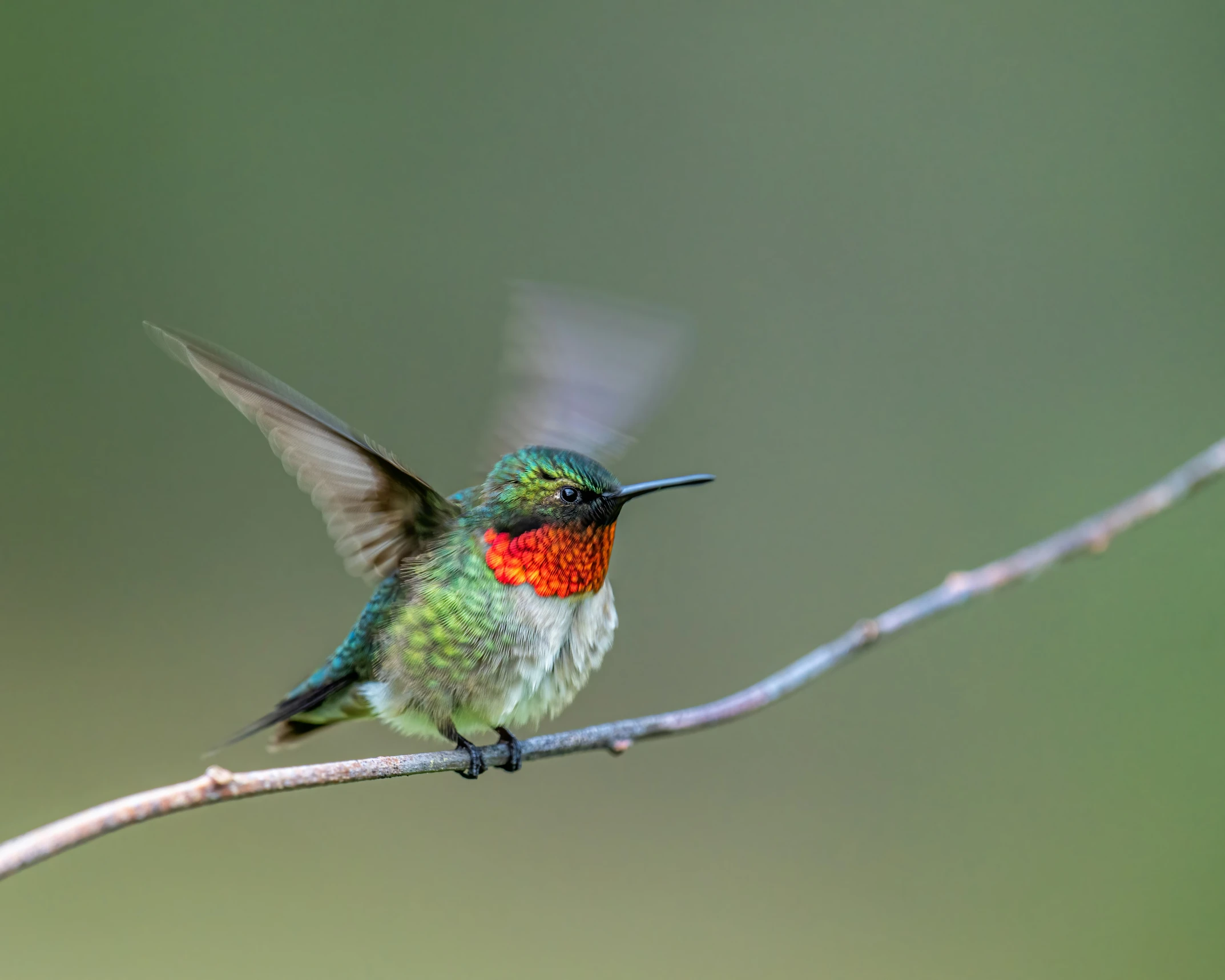 a colorful bird with a pink head and beak, sitting on a nch