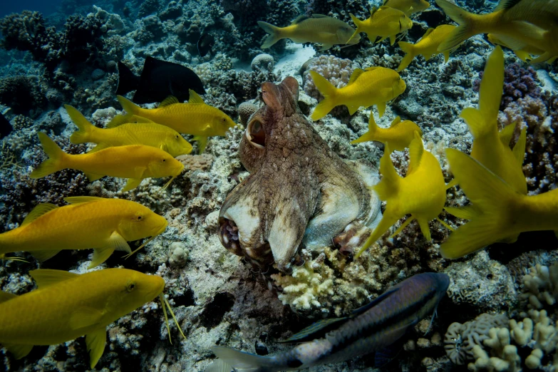 a very pretty and colorful fish in the water