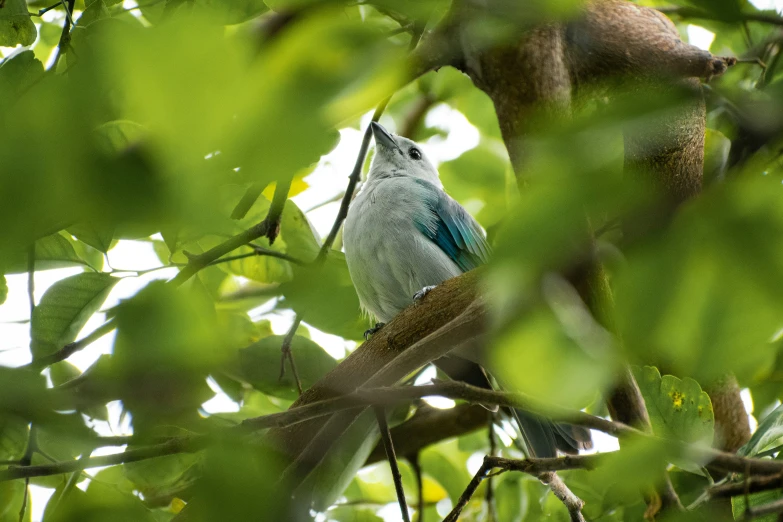 there is a bird that is perched in a tree