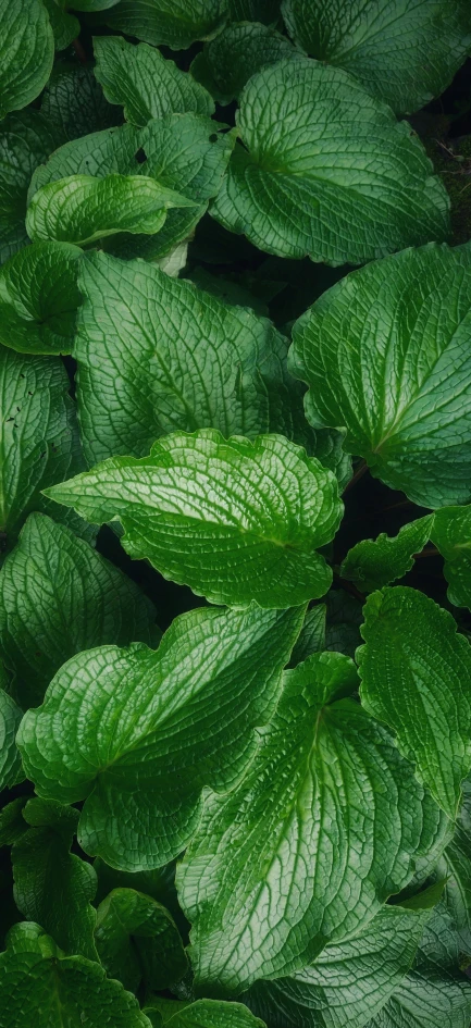 green leaves with water drops on them in the ground