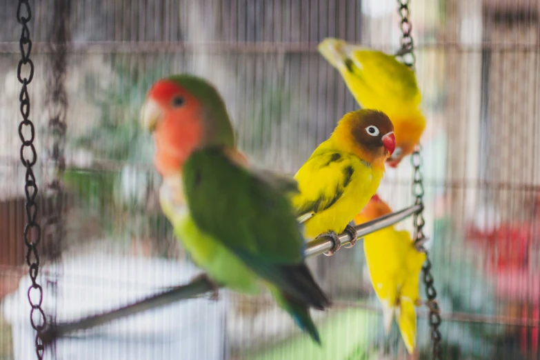 three small parrots perched on chains with another parrot looking on