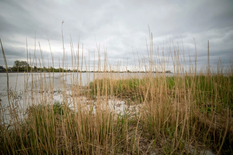 tall dry grasses growing on a beach under cloudy skies