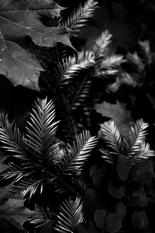 black and white pograph of leaves, ferns and a frond