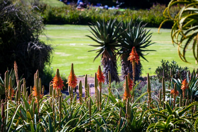 a field full of orange flowers with lots of green trees in the background