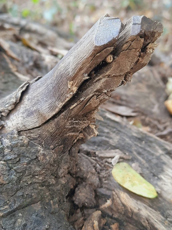 a tree that has been taken apart from