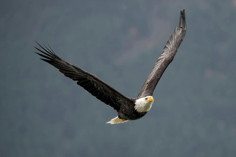 an eagle flying with its spread wings open