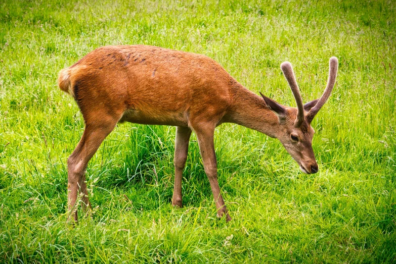 a deer eating grass on a lush green field