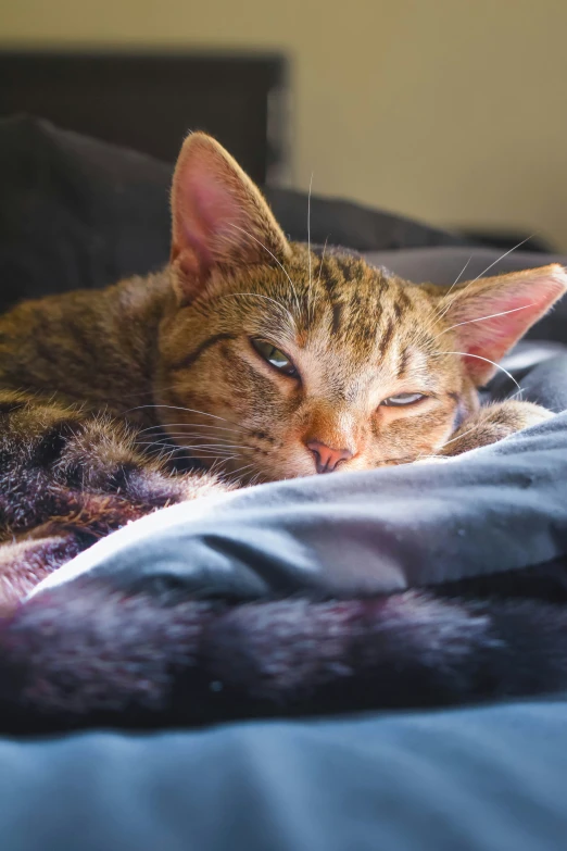 an orange cat is sleeping on a blue blanket