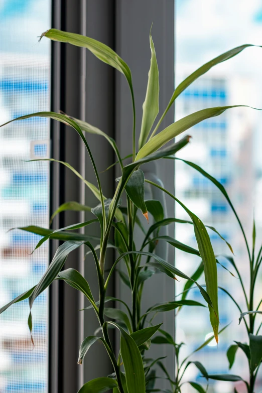 an image of a tall plant growing in a window sill