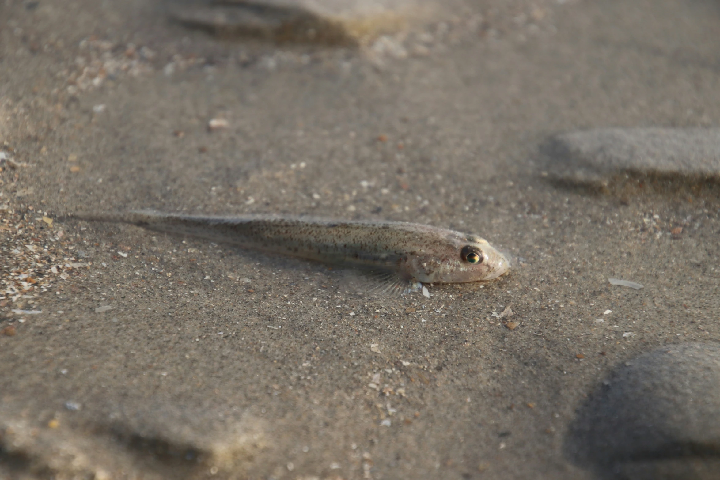 a small fish on the sand with small rocks nearby