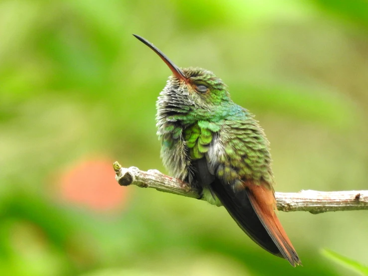 a green bird with a long, long beak