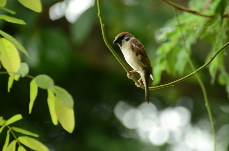 a bird on a tree nch during the day