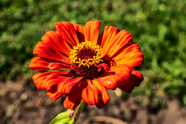 a bright orange flower with a green background