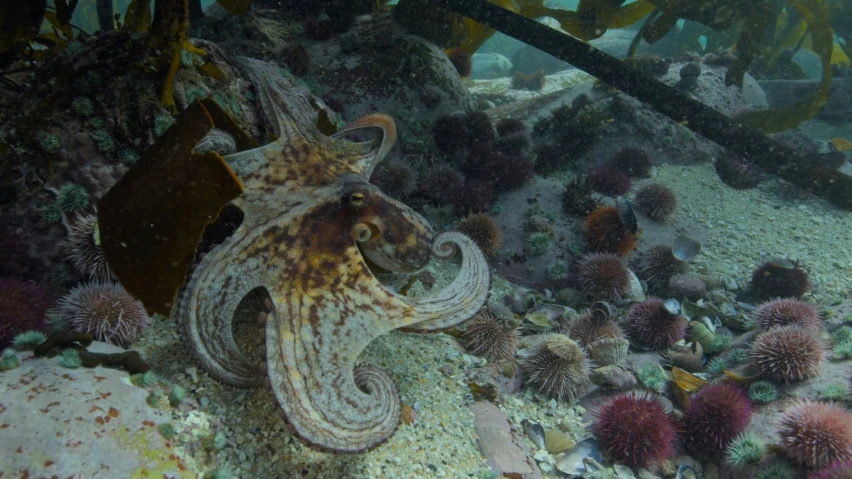 an underwater scene with many small sea urchins