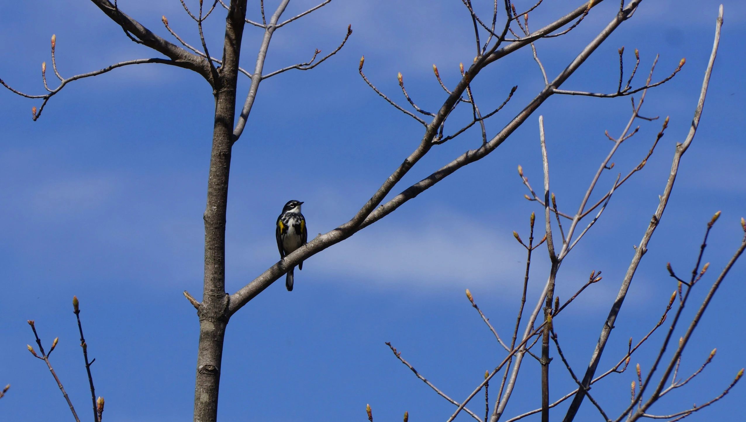 a small bird perched in a bare tree