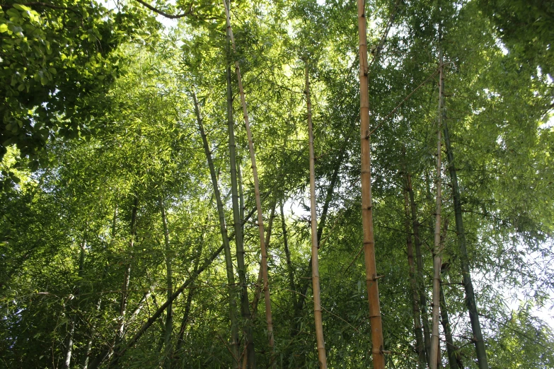 a forest filled with green grass and tall trees