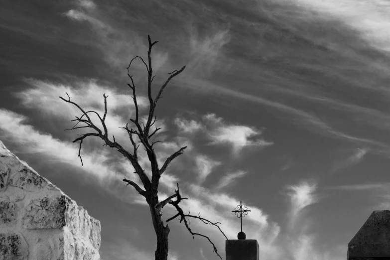 a small tree sitting next to an abandoned church