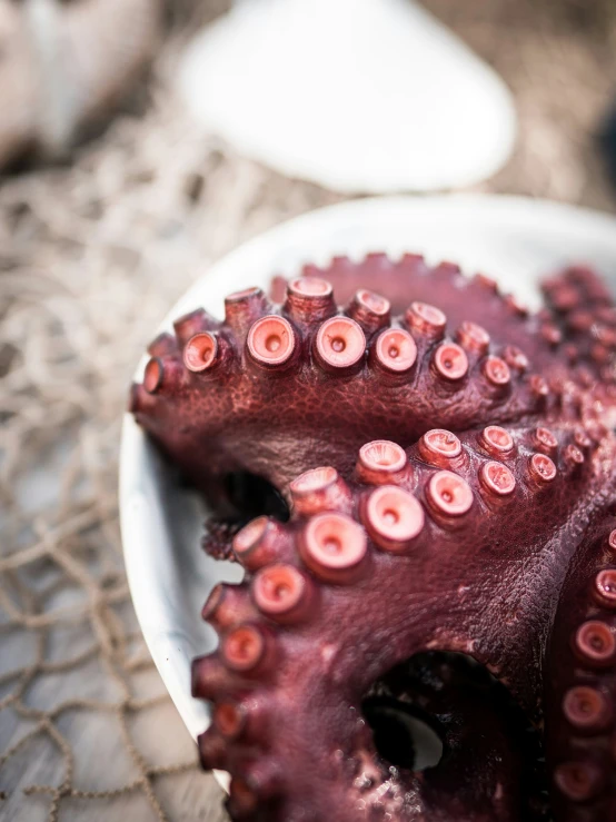 a plate of octo tentacles on a table