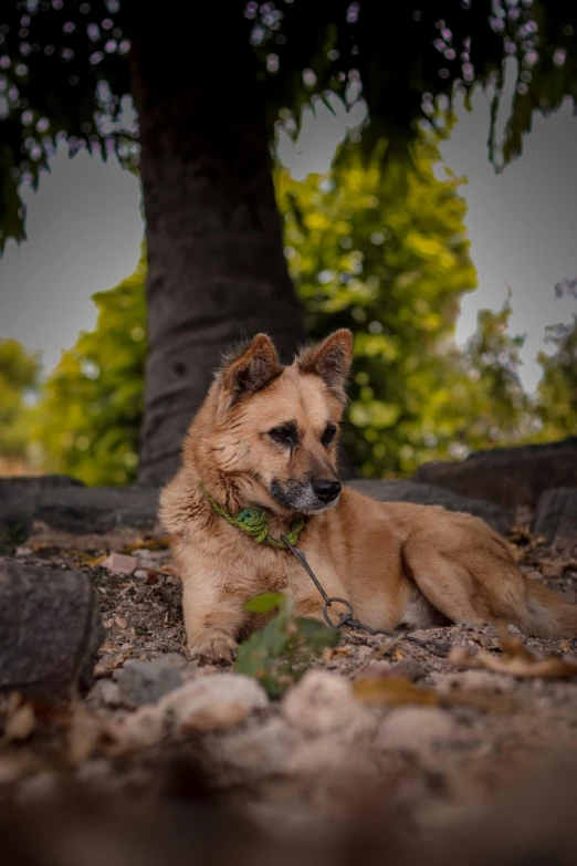 a brown dog laying on top of a leaf covered field