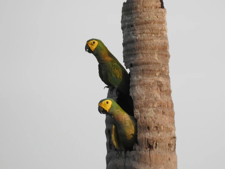 two parrots sitting on top of palm trees