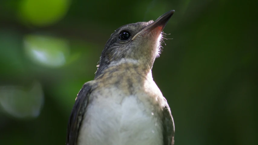 a small bird is looking at the sky