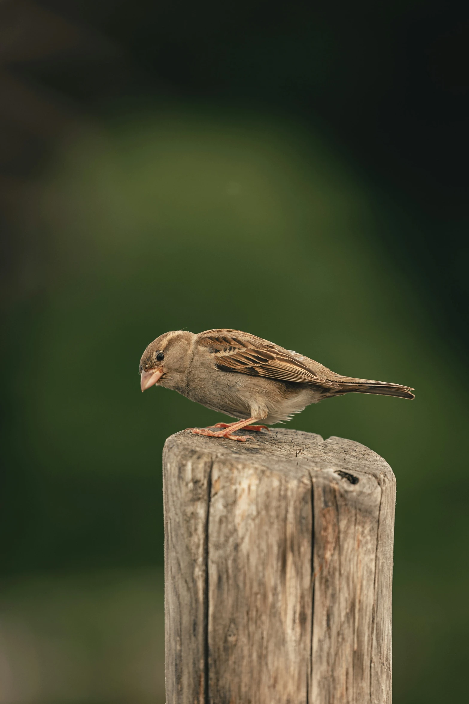 a bird sits on top of a wooden post