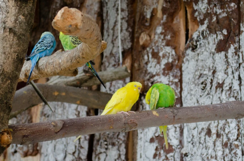 four brightly colored parakeets perch in the tree nches