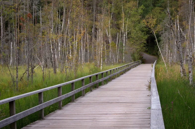 the boardwalk in the woods is empty by itself