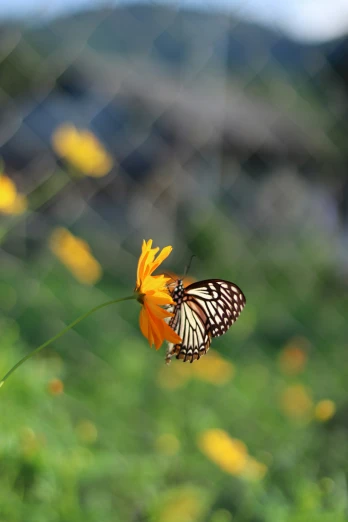 a erfly resting on an orange flower in front of a fence