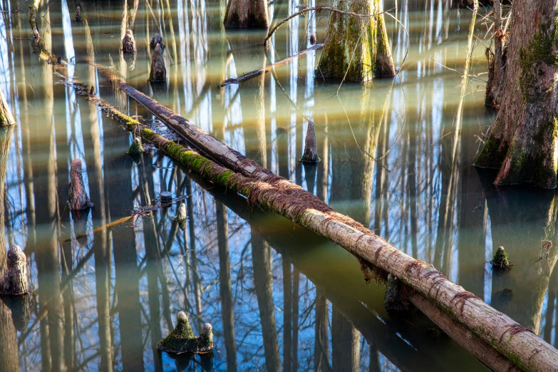 an upside down log is floating in the water