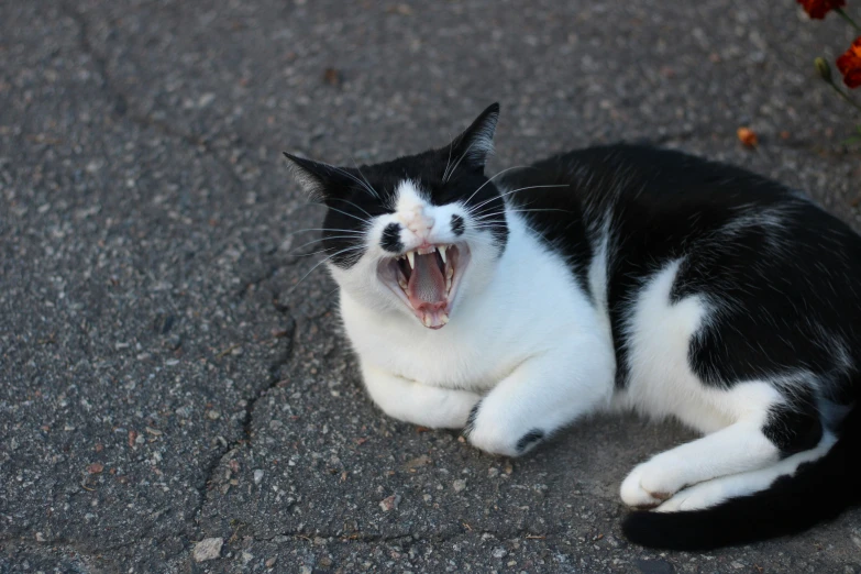 a cat with its mouth open sitting on the ground