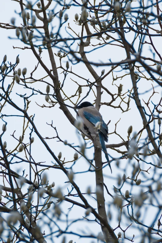 blue bird sitting on top of tree nch surrounded by flowers