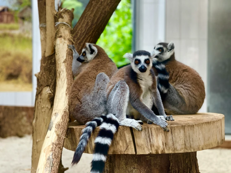 three little animals sitting together on a tree trunk