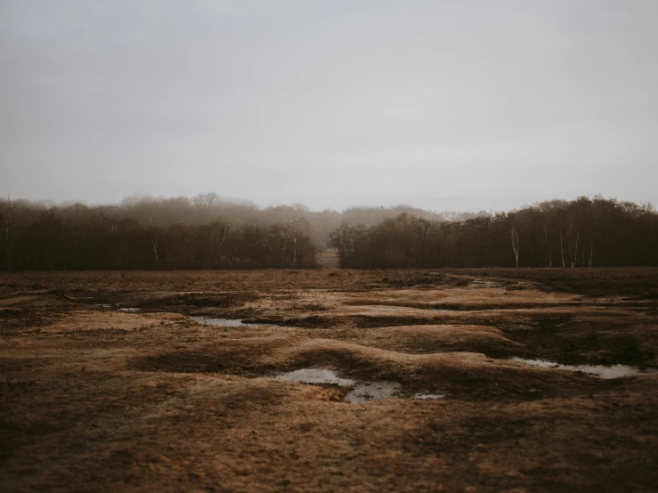 the grass is in a large field by some trees