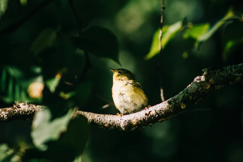 small bird perched on limb in tree outdoors