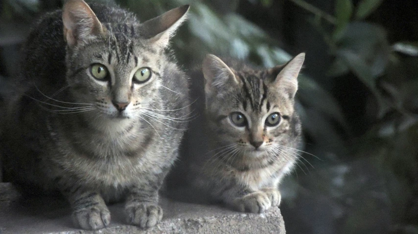 two cats sitting together and facing forward in front of dark background