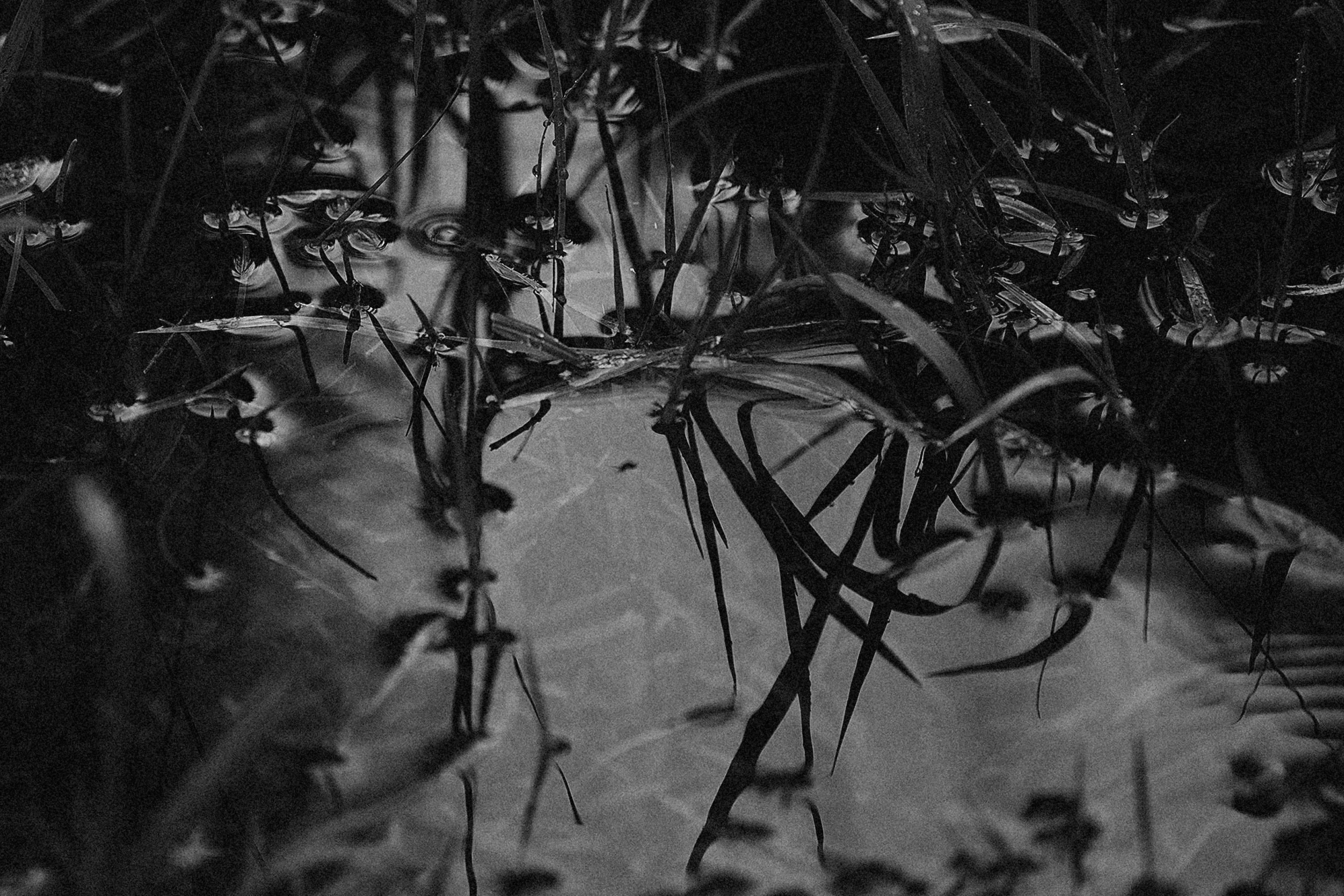 a black and white po of some grass