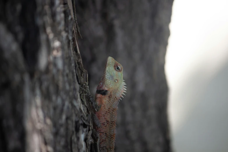 the lizard is looking at soing in the distance