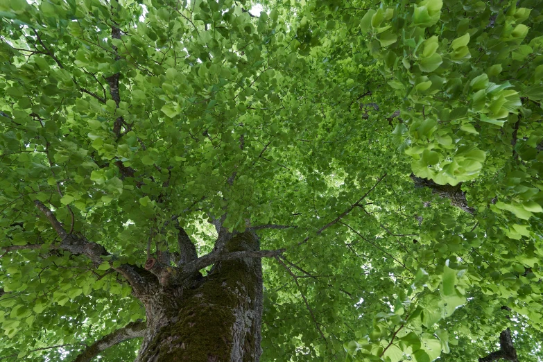 looking up at a tree from ground level