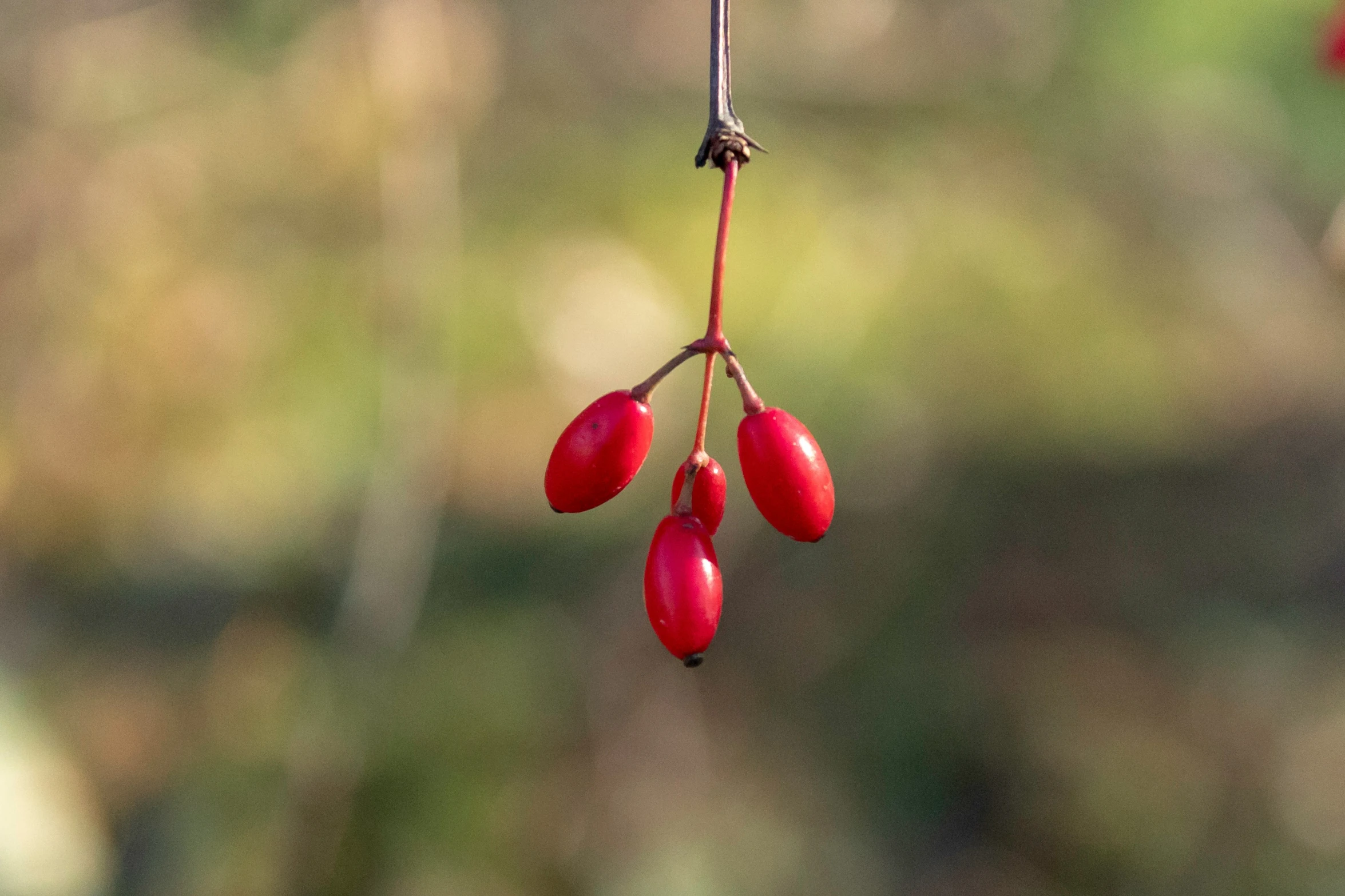 several red fruit hanging from a plant with other plants in the background