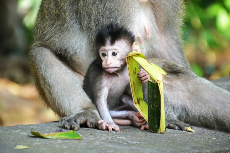 a young monkey is held by its mother