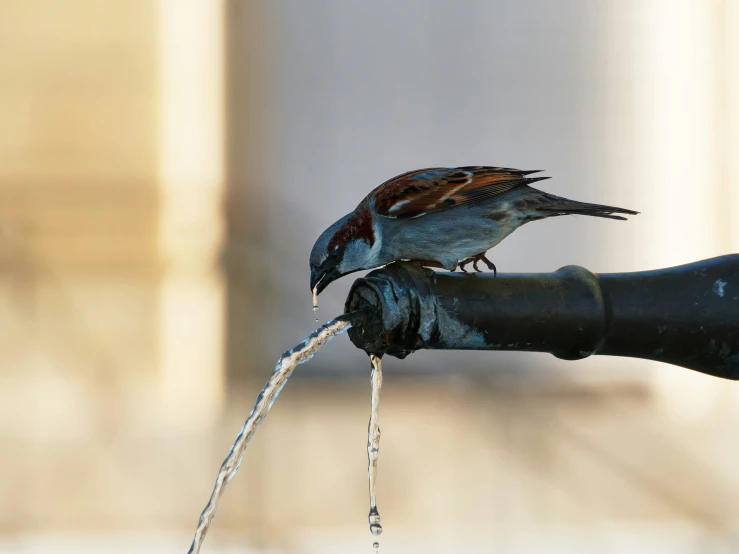 a bird taking off from a black colored metal faucet