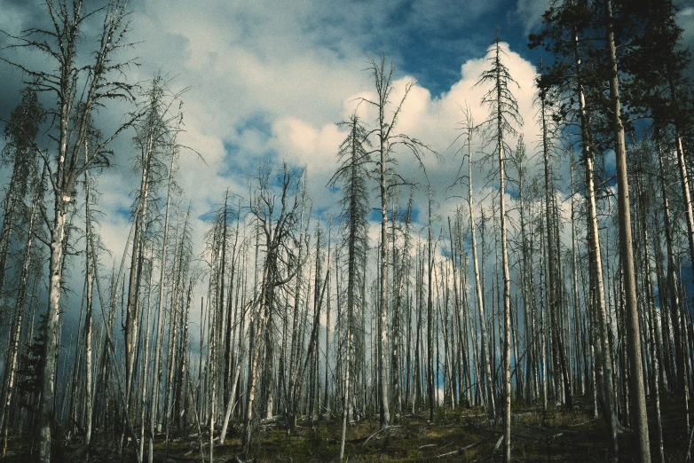 trees stand in a forest under a blue sky