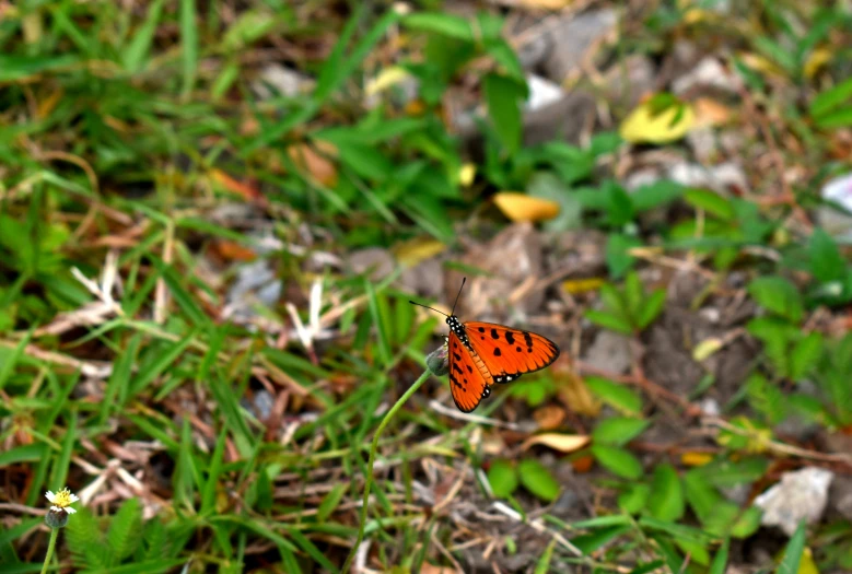 a small orange erfly on the ground