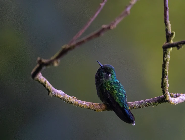 small green bird perched on a nch in a forest