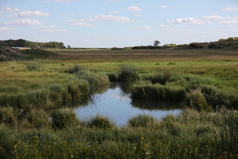 a pond sits on the side of an open field